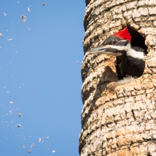 17-pileated-woodpecker-spewing-wood-chips-3%ef%bc%8a%ef%bc%8a%ef%bc%8afemale-in-nest-8409